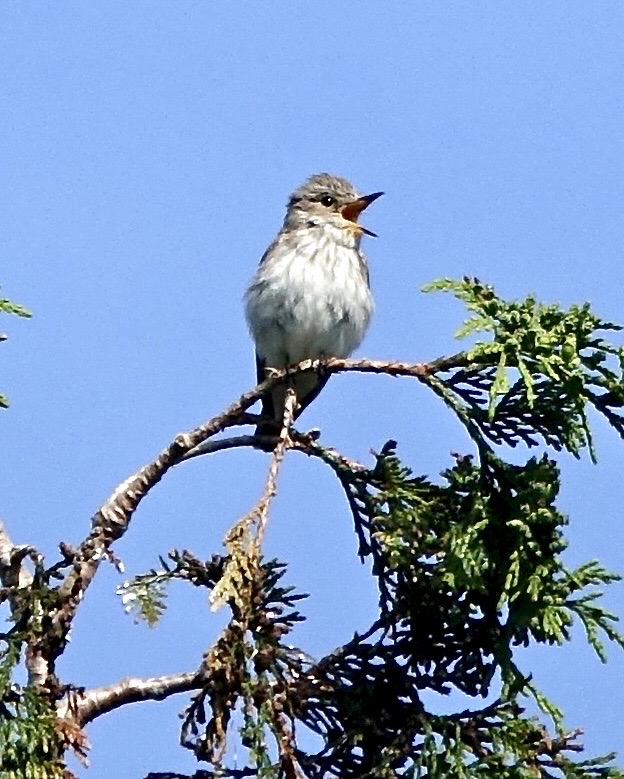 spotted flycatcher